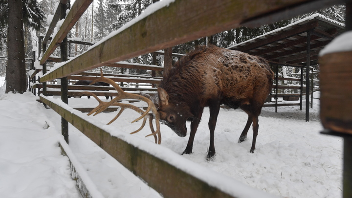 Восемь лосей, косуля и олени: Обычный день водителя в Смоленской области
