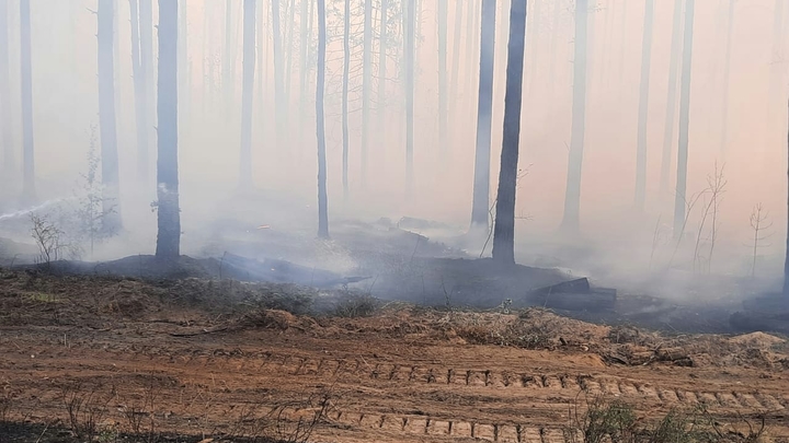 Лесной пожар под Первоуральском продолжает разрастаться и добрался до коллективных садов