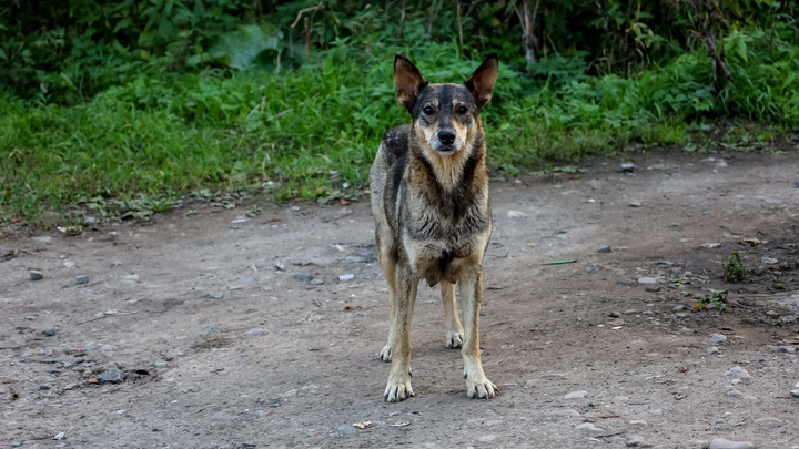 Глупая гибель наёмников-живодёров: Штурмовиков сдала собака