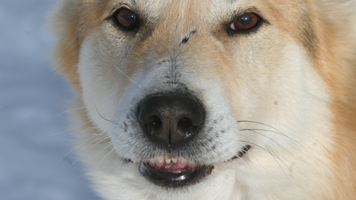 Осторожно, злая собака: власти Читы показали, как ловят бездомных животных