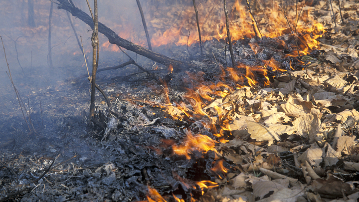 Режим ЧС: Амурскую область окольцовывают лесные пожары