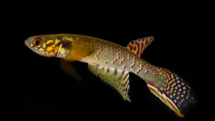 Считавшуюся вымершей 20 лет назад рыбу обнаружили живой в Боливии