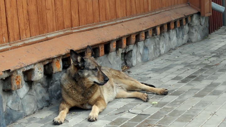 В Лежневском районе прокуратура хочет заставить власти вести отлов бездомных животных