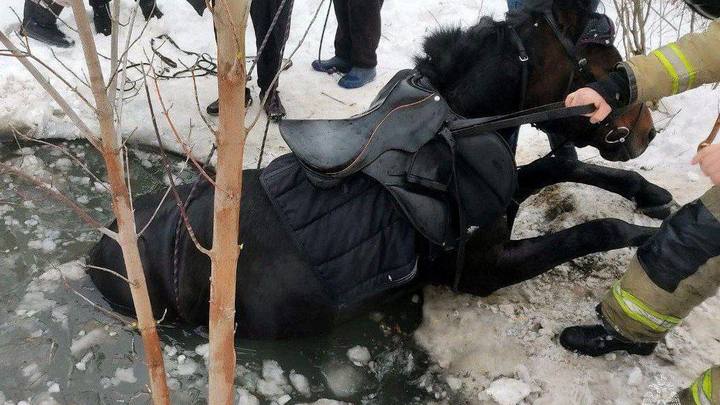 Достали на силу: под Челябинском лошадь провалилась под лёд