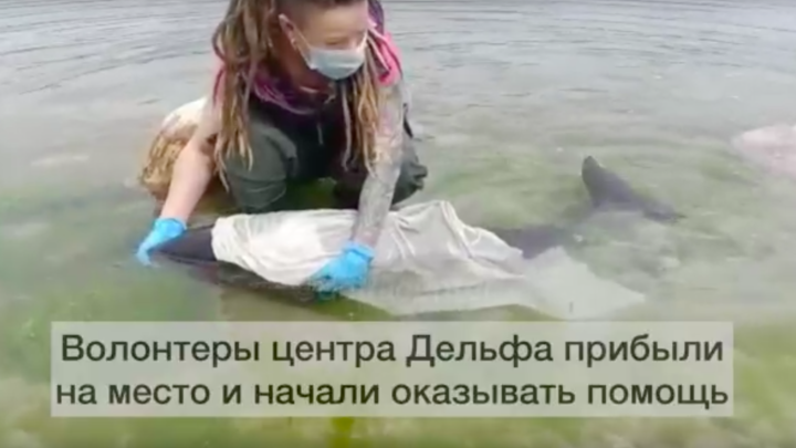 В Геленджике волонтёры выходили обезвоженного дельфина, которого прибило к берегу