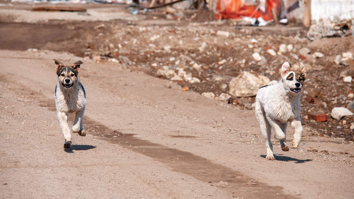 Трагедия в Оренбурге: Мальчика растерзала стая бездомных собак