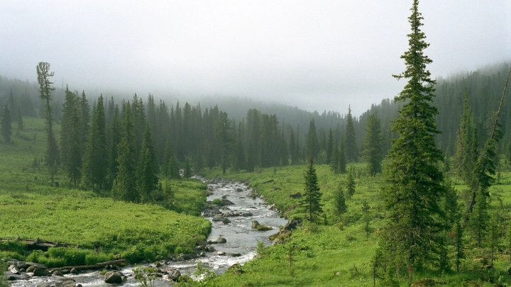 Заходили в посёлки, охотились на собак: В Приморье выходили и выпустили в тайгу подросших амурских тигров, оставшихся сиротами
