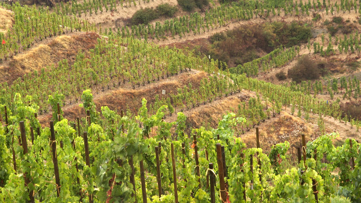 Винодельня Галицкого к 2023 году выпустит ледяное вино, игристое и неббиоло