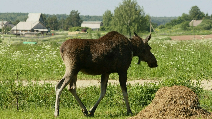 За убийство лося в подмосковной Истре браконьер заплатит 240 тыс рублей