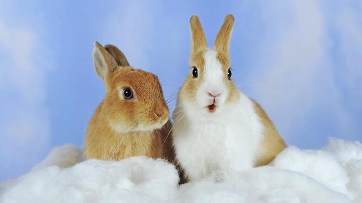 Украина напугала боевыми кроликами. Русские посмеялись от души