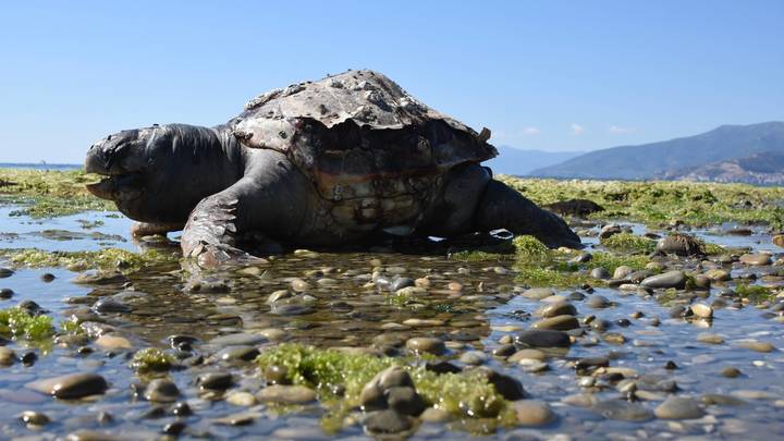 Русские меняют правила подводного боя: NI сообщил о боевых черепахах