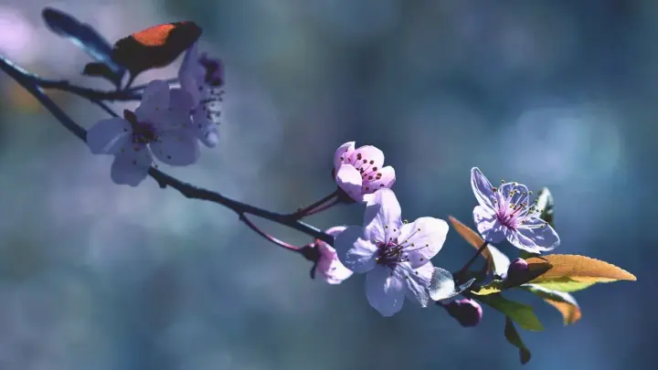 Весна делает паузу: Синоптики сделали неутешительный прогноз