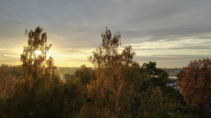Тело дачного управляющего нашли в лесу у Клязьминского водохранилища