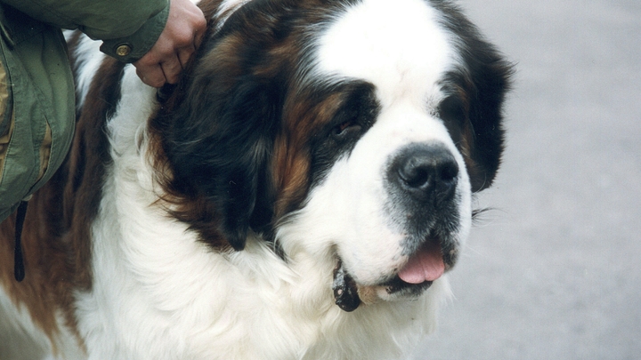 В Вязниках мужчина украл сенбернара