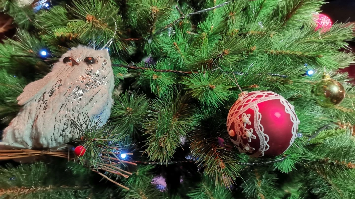 Жительница Архангельска осталась без елки, настроения и денег