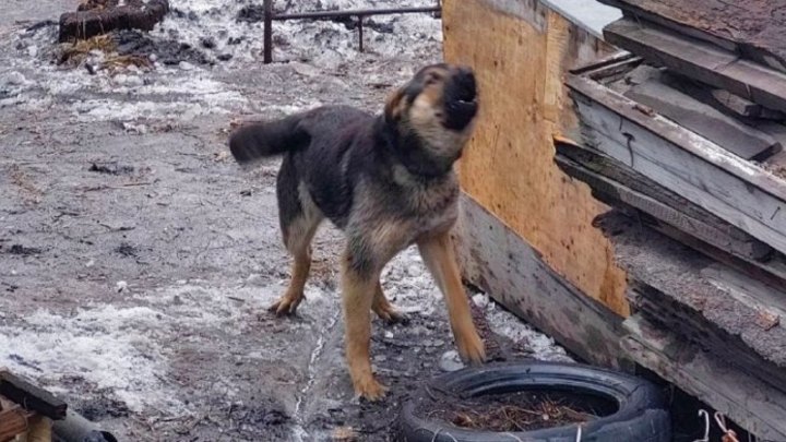 В Кемерове стая бродячих собак держит в страхе несколько дворов
