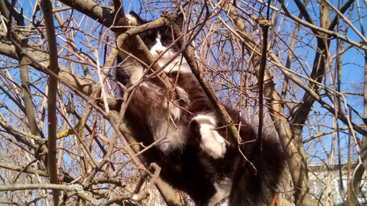 Ветеринар рассказал об опасных для животных растениях на даче