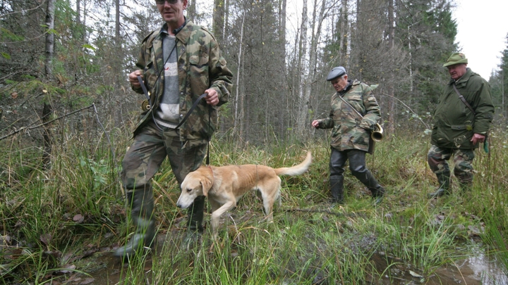 Губернатор Гладков сообщил о 40 тысячах охотников: Не стреляйте по диверсантам