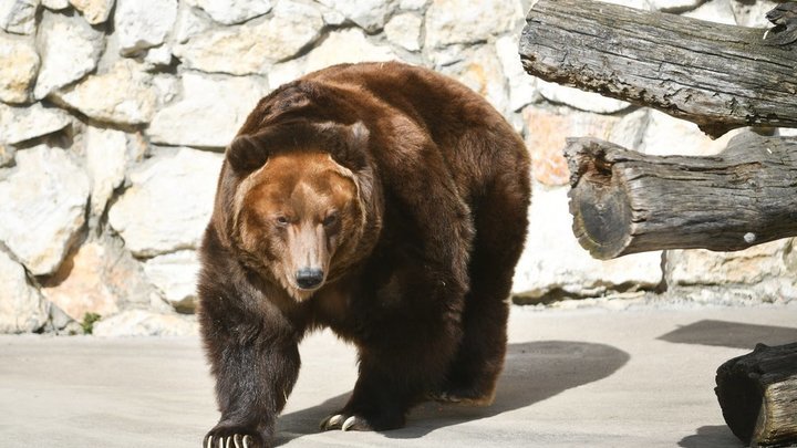Прокуратура считает виновным директора базы в Сочи, где медведи растерзали мальчика
