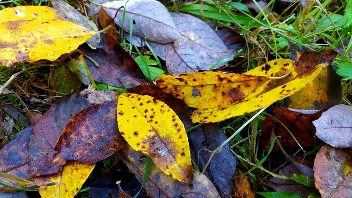 Как будем отдыхать в ноябре: Приближаемся к короткой неделе