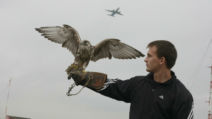 Поздравления на День орнитолога в России: стихи и проза