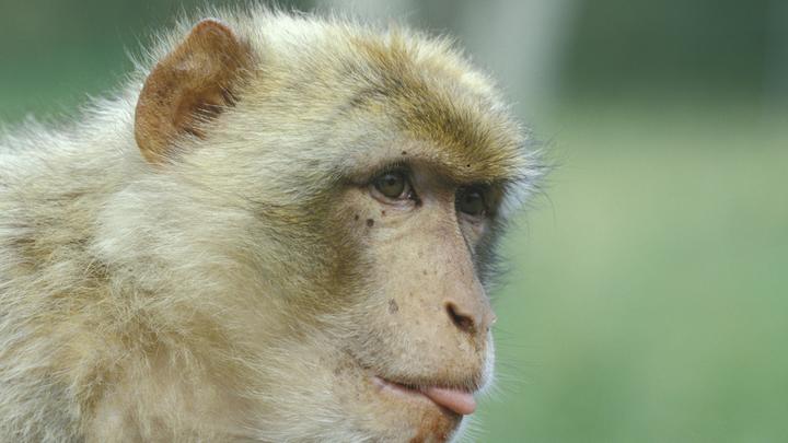 Европа, дышишь?: Русские ответили ЕС мемом на седьмой пакет санкций