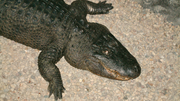 Частный самолет рухнул в кишащую крокодилами реку в Австралии