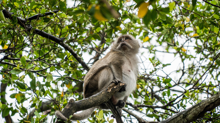 Вирус оспы обезьян подвергнут ребрендингу. ВОЗ объяснила почему