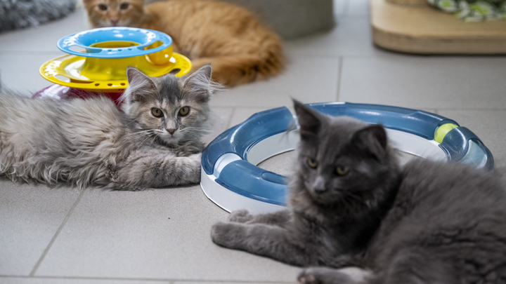 Животных в России хотят накормить просрочкой: Ветеринары негодуют из-за новой инициативы