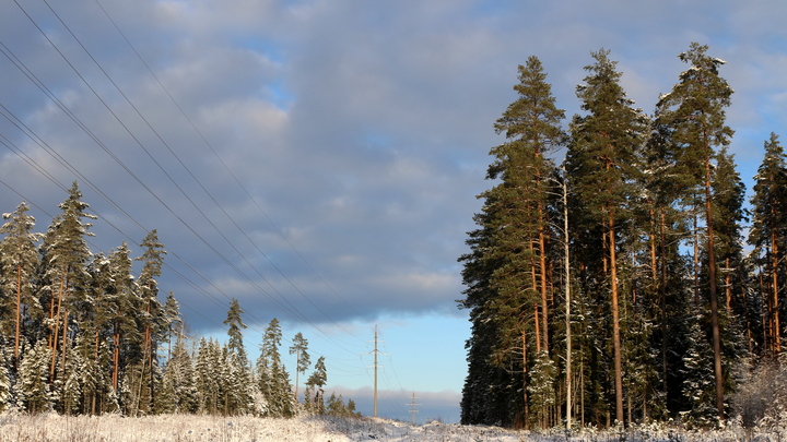 Я в лесу, мёртв: Москвич таинственно пропал после ссоры с девушкой