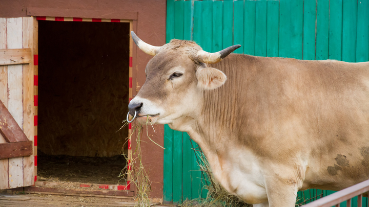 История с телёнком на Красной площади получила продолжение: Американка согласна на тюрьму