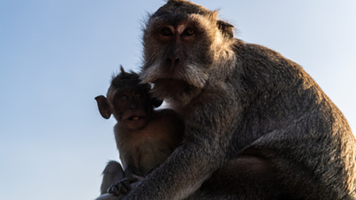 Оспа обезьян - любимый американский сценарий. Кто сдал новую пандемию?