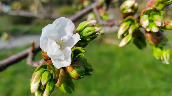 В Дендрарии нацпарка Сочи зацвела сакура