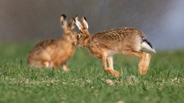 Это Зеленский и Кличко: Пользователей насмешила попавшая на видео драка двух зайцев