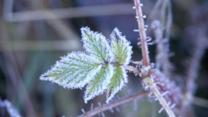 Опасность на дорогах и на огородах: МЧС предупредило о затяжных заморозках в Ленобласти
