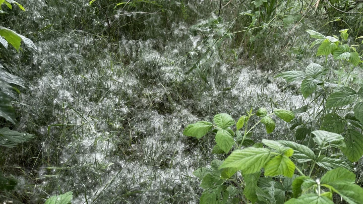 Чихать на вас не хотели: В Госдуме предложили аллергикам уходить во внеплановый отпуск