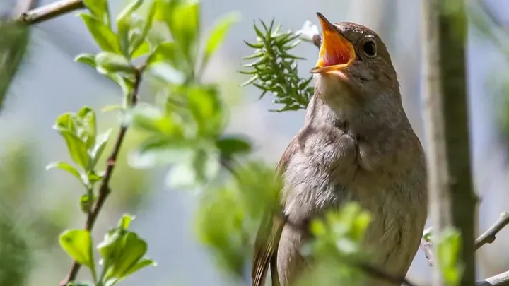 Горожан приглашают послушать соловьиные трели на природных территориях Москвы
