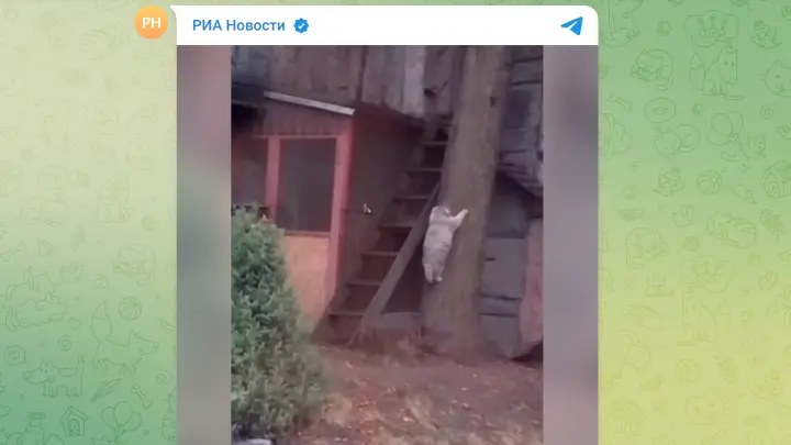 Растолстевший манул Тимофей проиграл битву с деревом в московском зоопарке