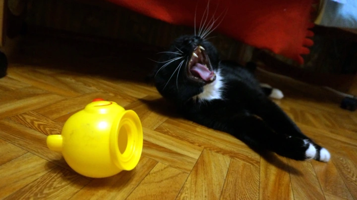 Русскоязычные коты: В украинском Львове котам грозят из-за неполиткорректности