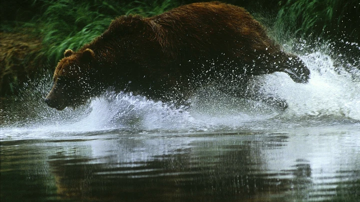 Встретил около 100 медведей: Чем удивляет сплав на Камчатке
