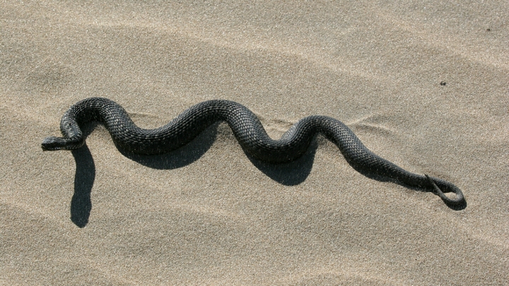 Хрупкая девушка спасла десятки отдыхающих на пляже в Приморье от смертельной опасности