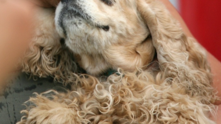 В Сочи повар-шаурмист чуть не зарезал собаку