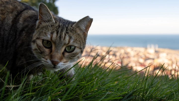 “Дети наигрались, Йоко больше не нужна”: в Перми для кошки с мордочкой аватара ищут новый дом