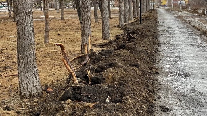 Власти раскрыли виновных в уничтожении корней лиственниц в Челябинске
