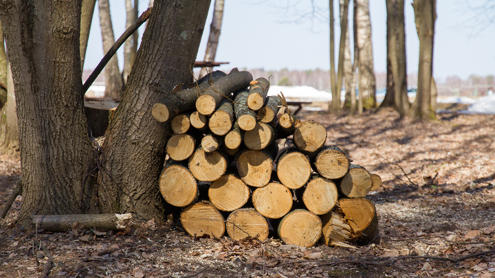Кубанский бизнесмен получил условный срок за вырубку леса на 2,5 млн рублей