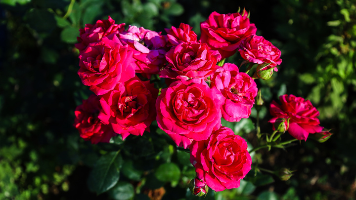 Розы выбирать не стоит. Эксперт рассказала, что лучше посадить на кладбище