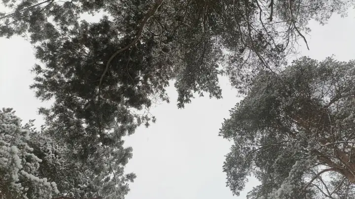 В Ягринском бору неизвестные отстреливают птиц