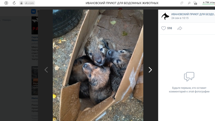 10 щенков в двух коробках оказались выброшены на помойку в Иванове