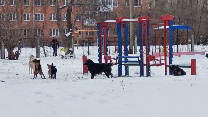 Депутаты Новокузнецка обратятся в Госдуму для решения “собачьих вопросов”