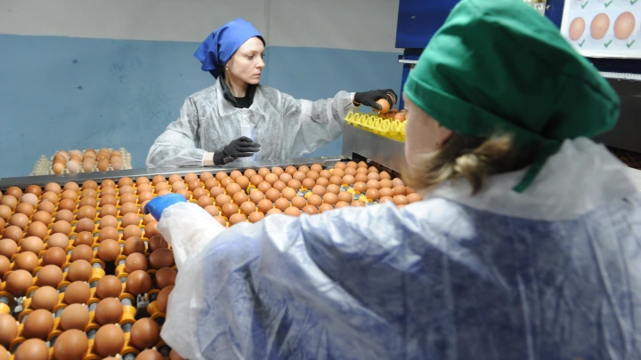 Цены на яйца в Новосибирске снизились до уровня 2023 года
